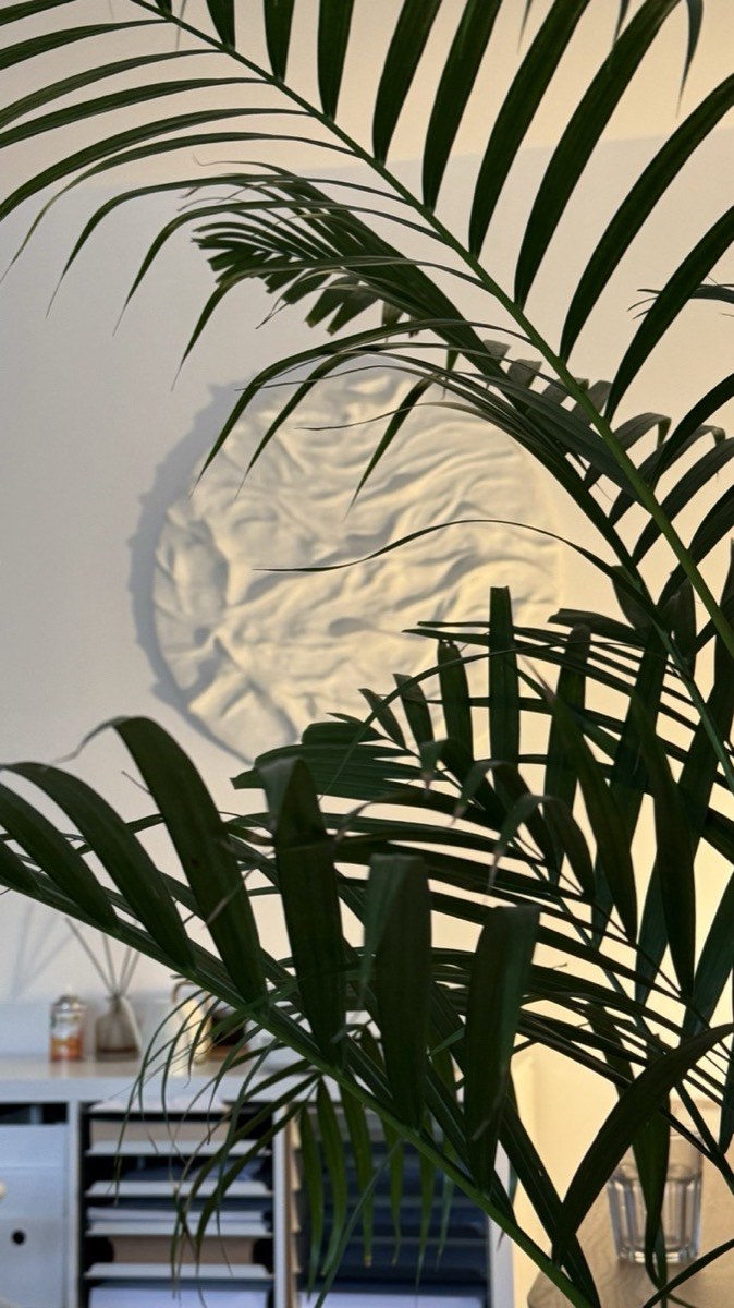 Cabinetul de psihoterapie — planta din cabinet